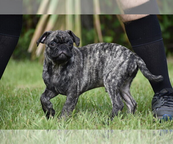 Medium Photo #1 Pug Puppy For Sale in PALM COAST, FL, USA