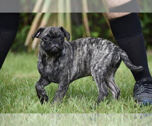 Pug Puppy for sale in PALM COAST, FL, USA