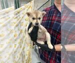 Small #1 Mutt