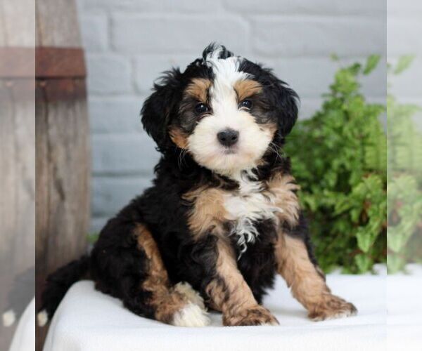 Medium Photo #3 Bernedoodle (Miniature) Puppy For Sale in LITITZ, PA, USA