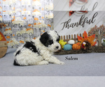 Salem - Male Poodle (Toy) Puppy for Sale - Photo #11