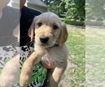 Small Golden Retriever