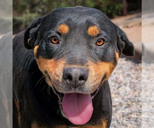 Medium Rottweiler