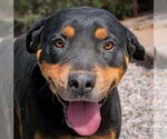 Small Rottweiler
