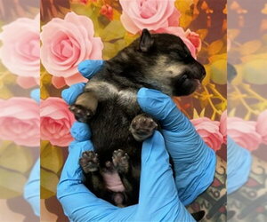 German Shepherd Dog-Unknown Mix Dogs for adoption in San Bernardino, CA, USA