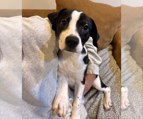 Medium Photo #2 American Boston Bull Terrier Puppy For Sale in Gilberts, IL, USA