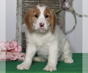 Labradoodle-Poodle (Miniature) Mix Puppy for sale in FREDERICKSBURG, OH, USA
