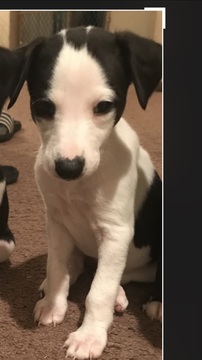 Medium Photo #1 Whippet Puppy For Sale in BURTONSVILLE, MD, USA