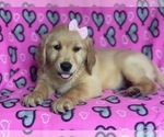 Small Golden Retriever