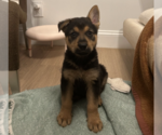 Small #10 German Shepherd Dog Mix