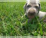 Small Photo #16 Weimaraner Puppy For Sale in SOCIAL CIRCLE, GA, USA