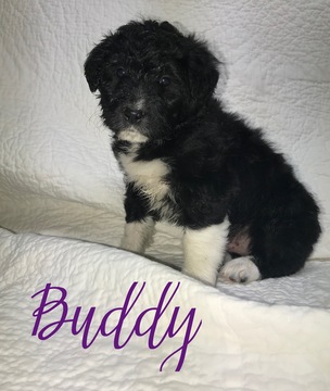 Medium Photo #2 Bordoodle Puppy For Sale in CRESTON, OH, USA