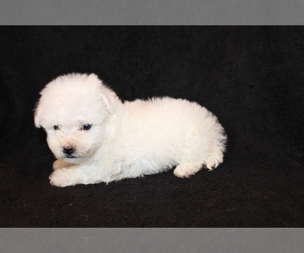 Medium Photo #4 Bichon Frise Puppy For Sale in BLOOMINGTON, IN, USA