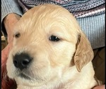 Puppy Maggie Golden Retriever