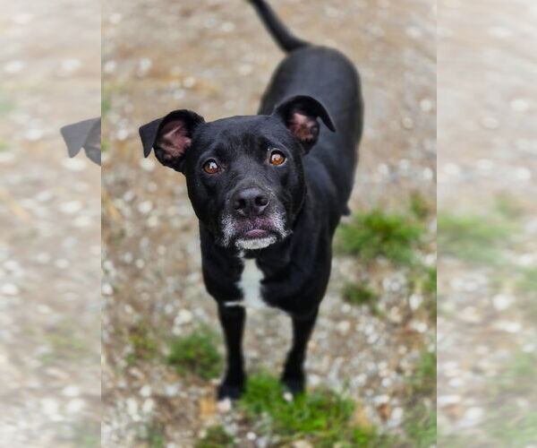 Medium Photo #1 Mutt Puppy For Sale in Crandall, GA, USA