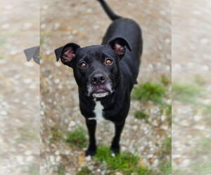 Mutt Dogs for adoption in Crandall, GA, USA
