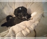 Puppy Astroid Tibetan Terrier