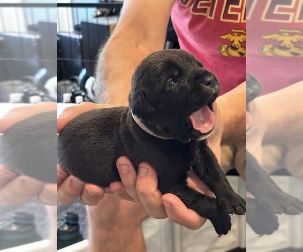 Medium Photo #65 Cane Corso Puppy For Sale in REEVESVILLE, SC, USA