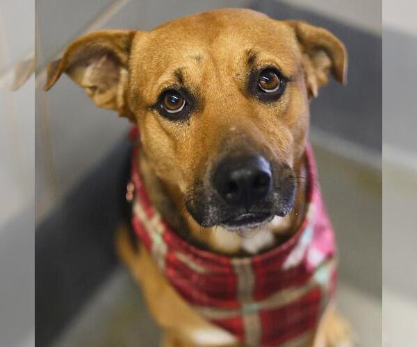 Medium Photo #2 American Staffordshire Terrier Puppy For Sale in San Antonio, TX, USA