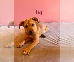 American Pit Bull Terrier-Labrador Retriever Mix Dogs for adoption in Topeka, KS, USA
