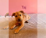 Small American Pit Bull Terrier-Labrador Retriever Mix