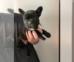 French Bulldog Puppy for sale in MCMINNVILLE, TN, USA