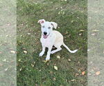 Small #2 Great Pyrenees-Huskies  Mix