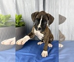 Small Photo #3 Boxer Puppy For Sale in GREENWOOD, IN, USA