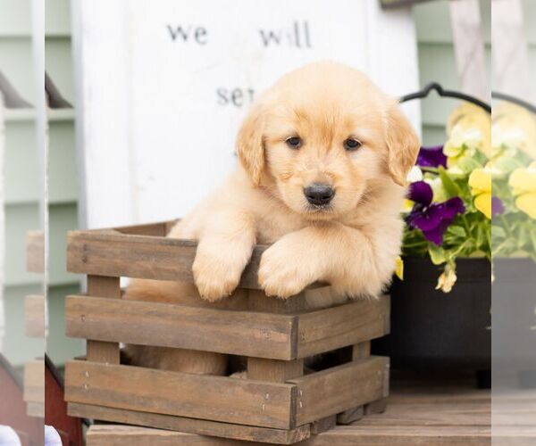 Medium Photo #2 Golden Retriever Puppy For Sale in MORGANTOWN, PA, USA