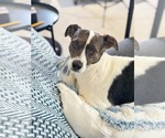 Small #1 Chihuahua Mix