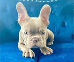 Small Photo #1 French Bulldog Puppy For Sale in VIRGINIA BEACH, VA, USA