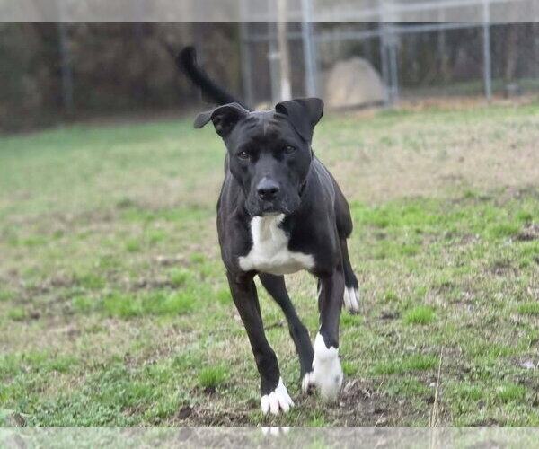 Medium Photo #3 Boxador Puppy For Sale in Anniston, AL, USA