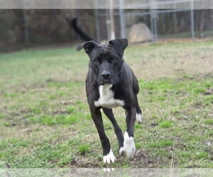 Bonnie - Female Boxador Dog for Adoption - Photo #3