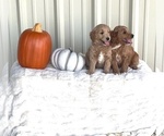 Small Photo #5 Goldendoodle Puppy For Sale in STEPHENVILLE, TX, USA