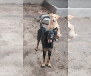 German Shepherd Dog-Unknown Mix Dogs for adoption in NYC, NY, USA