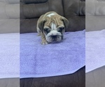 Small Photo #5 Bulldog Puppy For Sale in GOSHEN, IN, USA