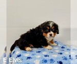 Puppy 7 Bernese Mountain Dog-Cavalier King Charles Spaniel Mix