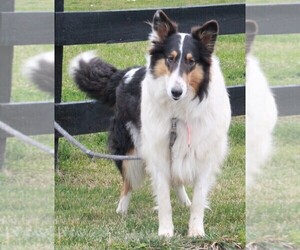 Collie Puppy for sale in FREDERICKSBURG, OH, USA
