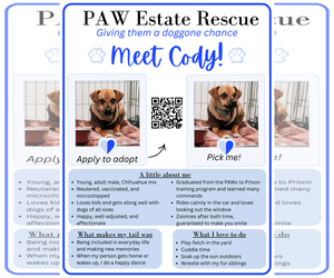 Cody - Male Chihuahua-Unknown Mix Dog for Adoption - Photo #6