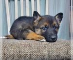 Small German Shepherd Dog-Siberian Husky Mix