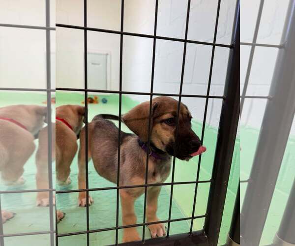Medium Photo #8 Anatolian Shepherd-Rhodesian Ridgeback Mix Puppy For Sale in Higley, AZ, USA
