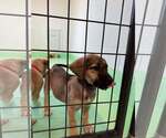 Small #7 Anatolian Shepherd-Rhodesian Ridgeback Mix