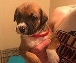 Small Photo #2 Australian Shepherd-Boxer Mix Puppy For Sale in LOUISVILLE, KY, USA