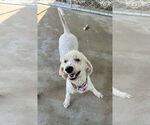 Small #5 Poodle (Standard)