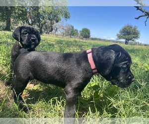 Medium Cane Corso