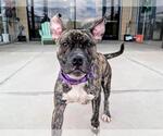 Small American Pit Bull Terrier