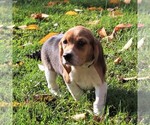Small Photo #3 Beagle Puppy For Sale in RICHLAND, PA, USA