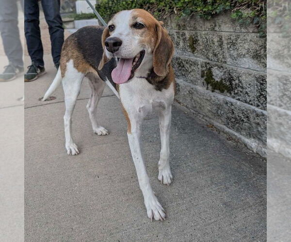Medium Photo #11 Treeing Walker Coonhound-Unknown Mix Puppy For Sale in Boston, MA, USA