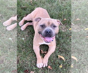 American Pit Bull Terrier Dogs for adoption in Spring Lake, NJ, USA