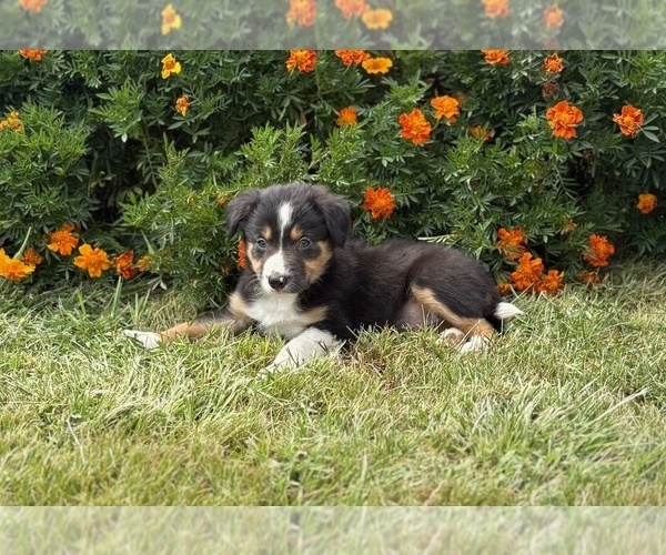 Medium Photo #4 Border Collie-Bordoodle Mix Puppy For Sale in AMES, IA, USA